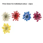 Pressed Dry Flowers Ammi Majus -12pcs Size S