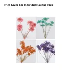 Pressed Dry Flowers Ammi Majus with Branch -B Series