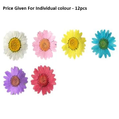 Dry Flowers Daisy -10pcs Size M Pressed Dry Flowers Daisy -12pcs Size M - Image 1