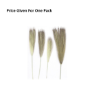 Dry Multi-tailed Grass Small Bunch