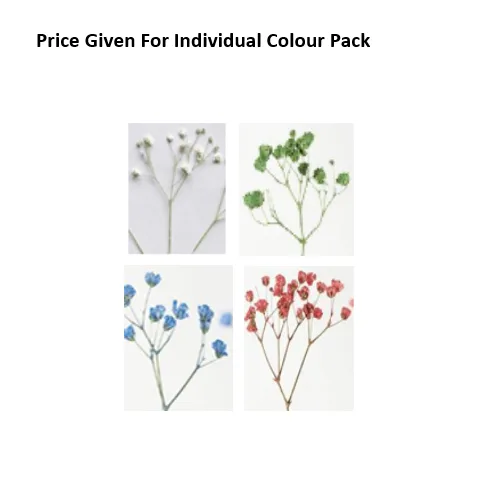 Pressed Dry Flowers Babysbreath - Image 1