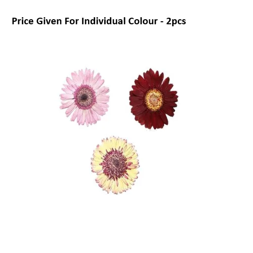 Pressed Dry Flowers Garbera -2pcs - Image 1