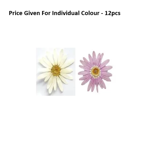 Pressed Dry Flowers Margaret -12pcs Pressed Dry Flowers Margaret -12pcs - Image 1