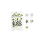 Pressed Dry Flowers Mix -MB Series
