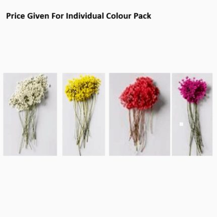 Pressed Dry Flowers Ammi Majus with Branch -A Series 12pcs - Haanz Sri Lanka